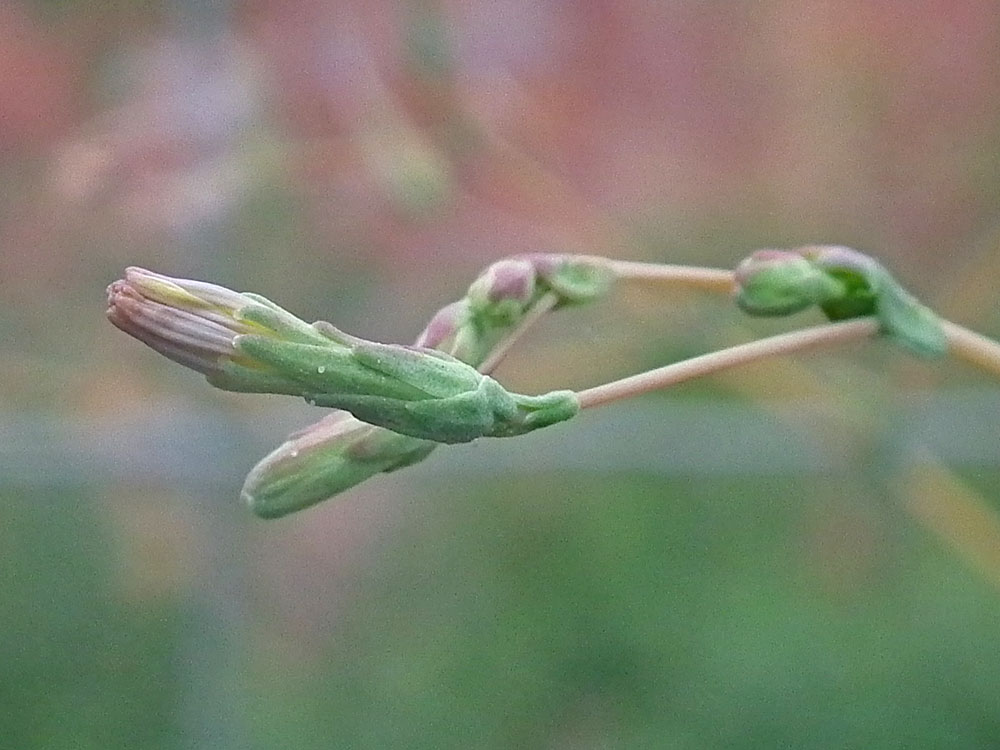 Photo of Great Lettuce seeds