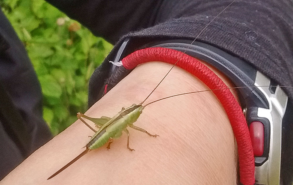 Photo of Long-winged Conehead