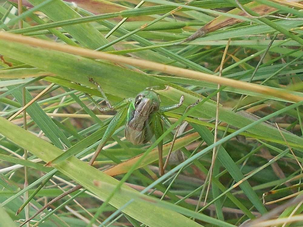 Photo of Roesel's Bush-cricket