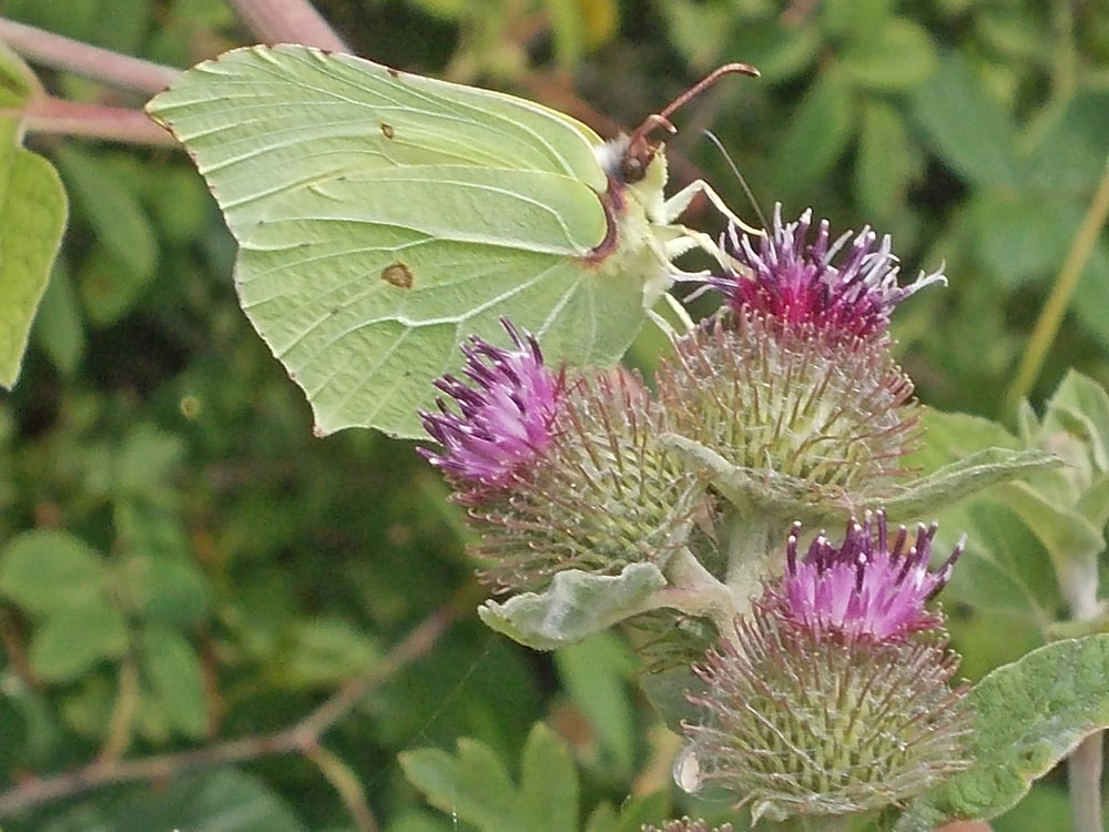 Photo of Brimstone butterfly