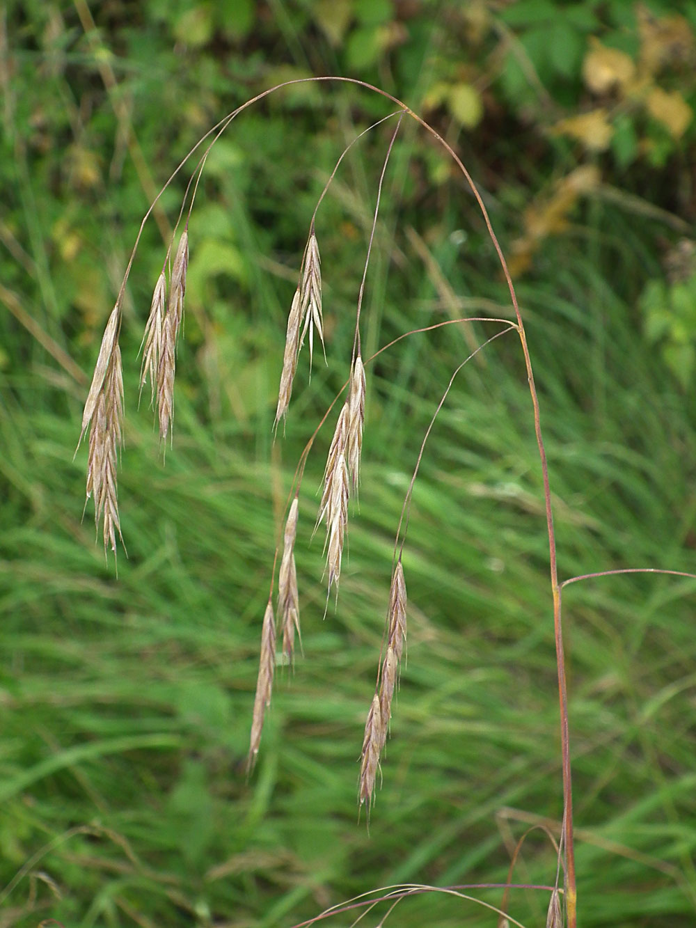 Photo of Bromopsis ramosa