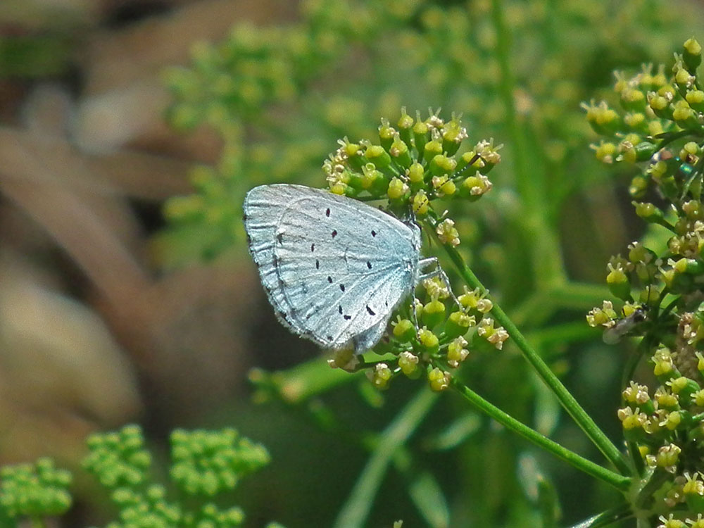 Photo of Holly Blue