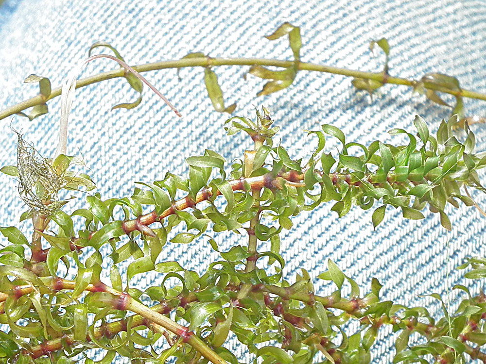 Photo of Nuttall's Pondweed