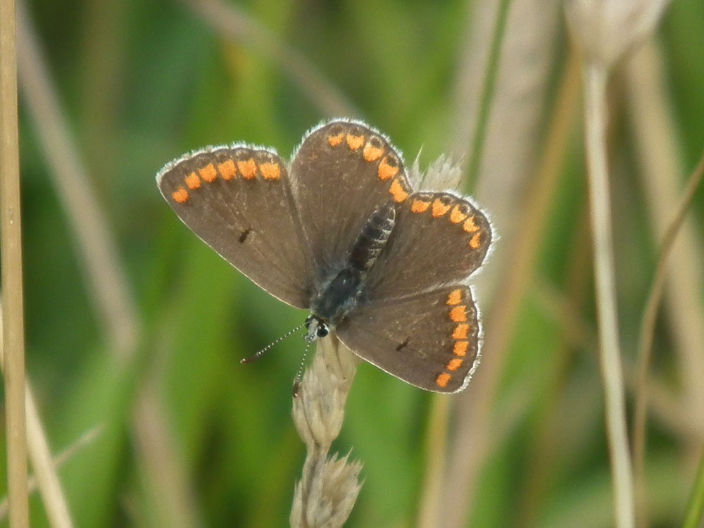 Photo of Brown Argus