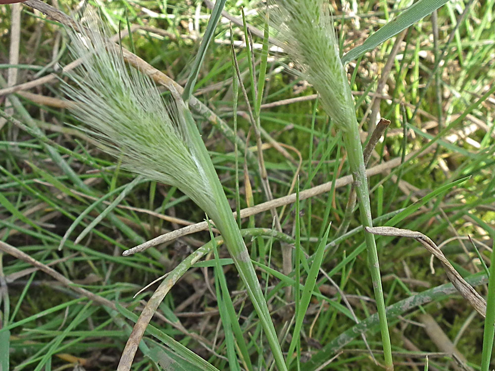 Photo of Annual Beard-grass