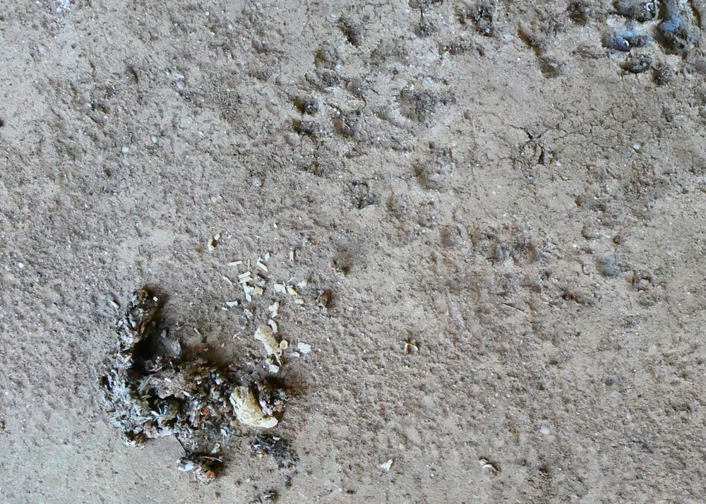Photo of possible Otter spraint and prints