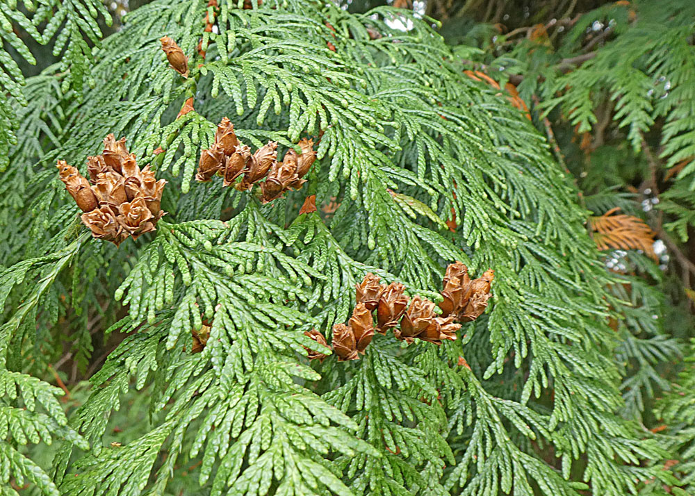 Photo of Western Red-cedar