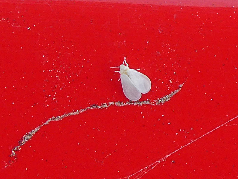 Photo of a whitefly