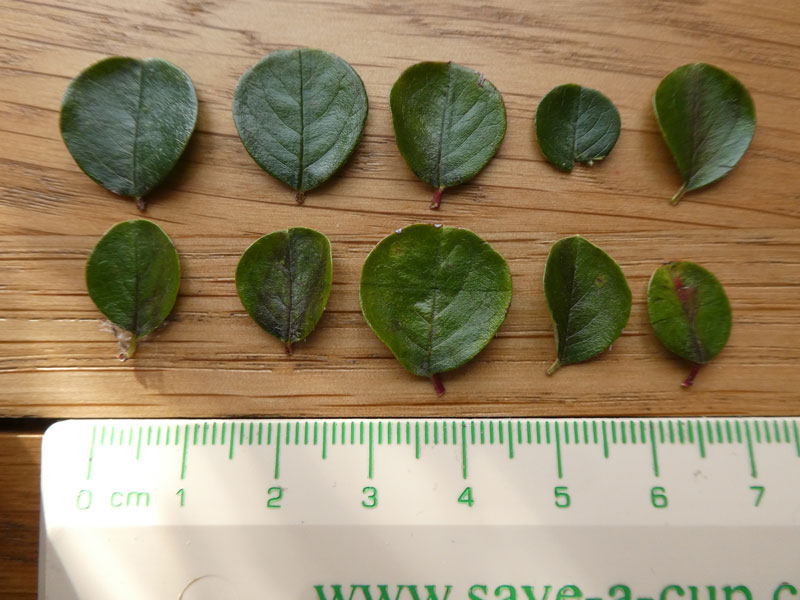 Photo of Cotoeaster leaves