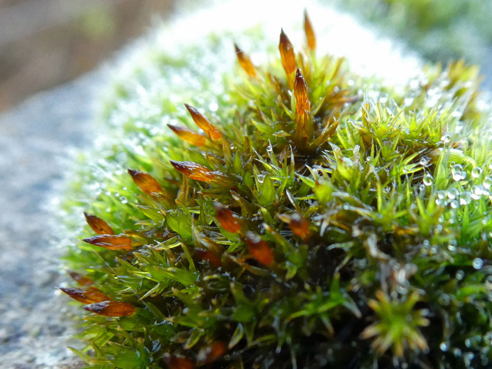 Photo of a moss