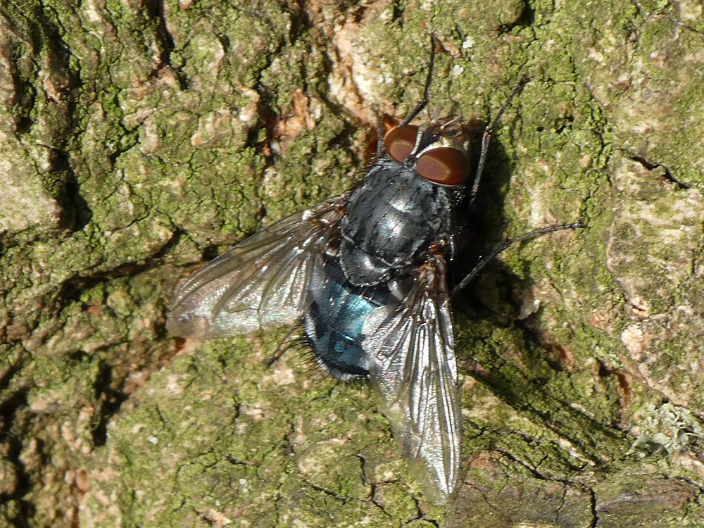 Photo of Bluebottle