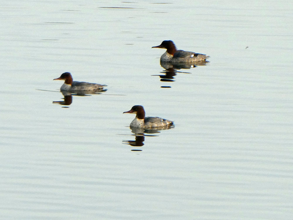 Photo of Goosanders
