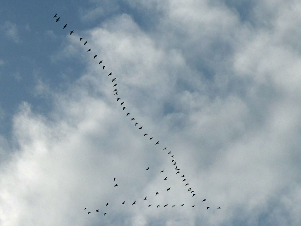 Photo of Pink-footed Geese