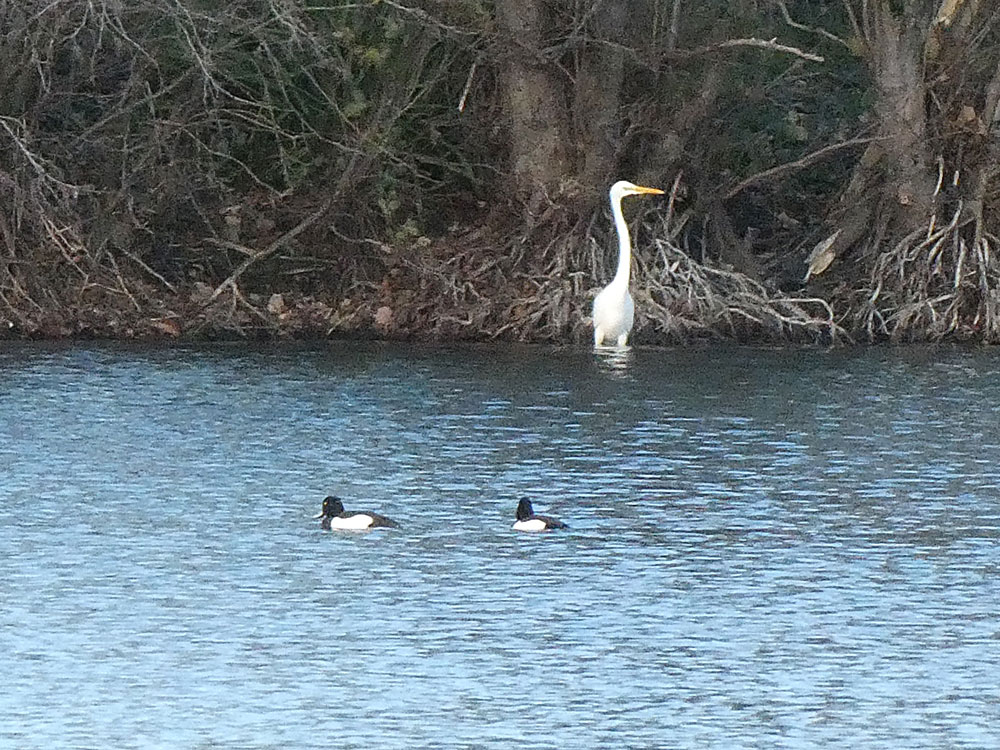 Photo of Great White Egret
