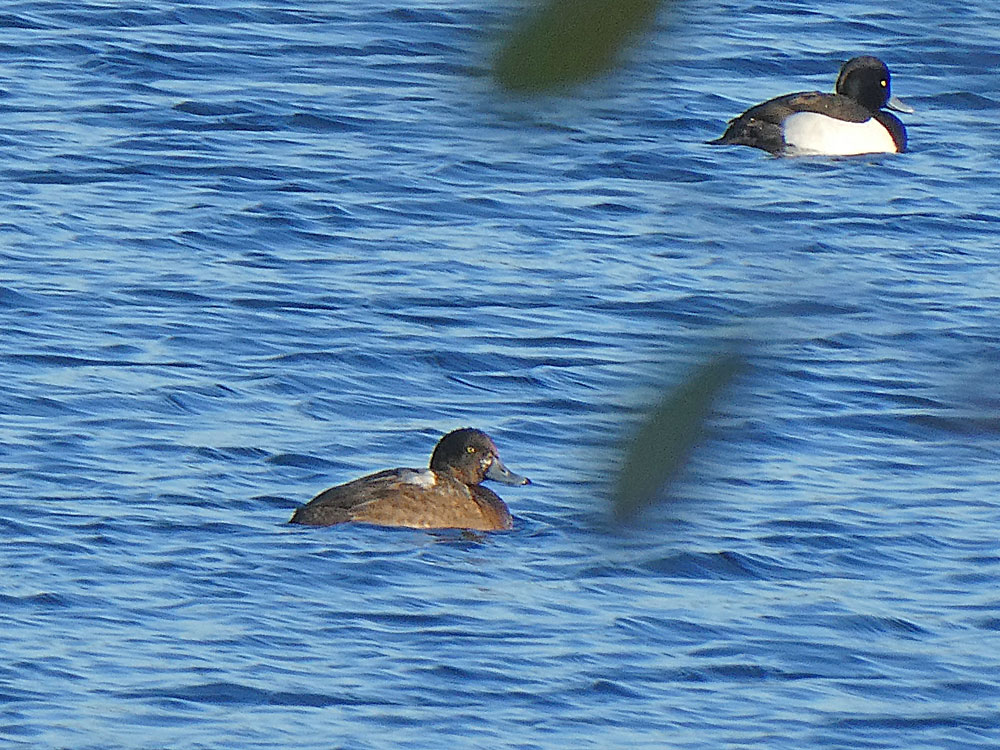 Photo of Scaup