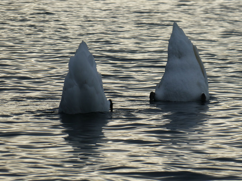 Photo of Swans up-ending
