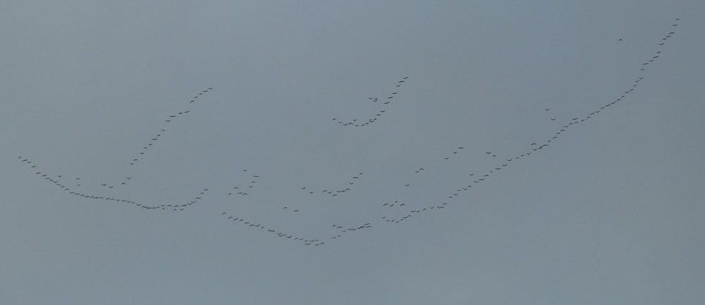 Photo of Pink-footed Geese