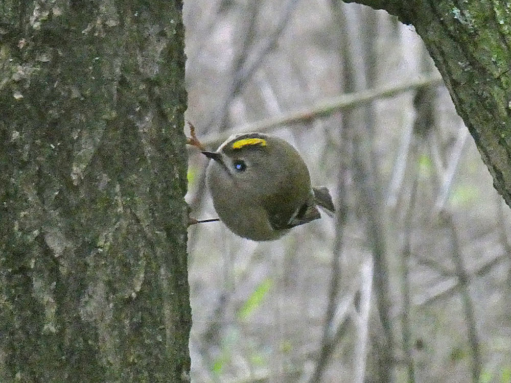 Photo of Goldcrest