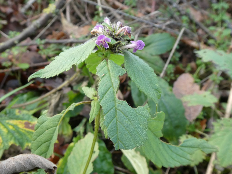 Photo of Bifid Hemp-nettle