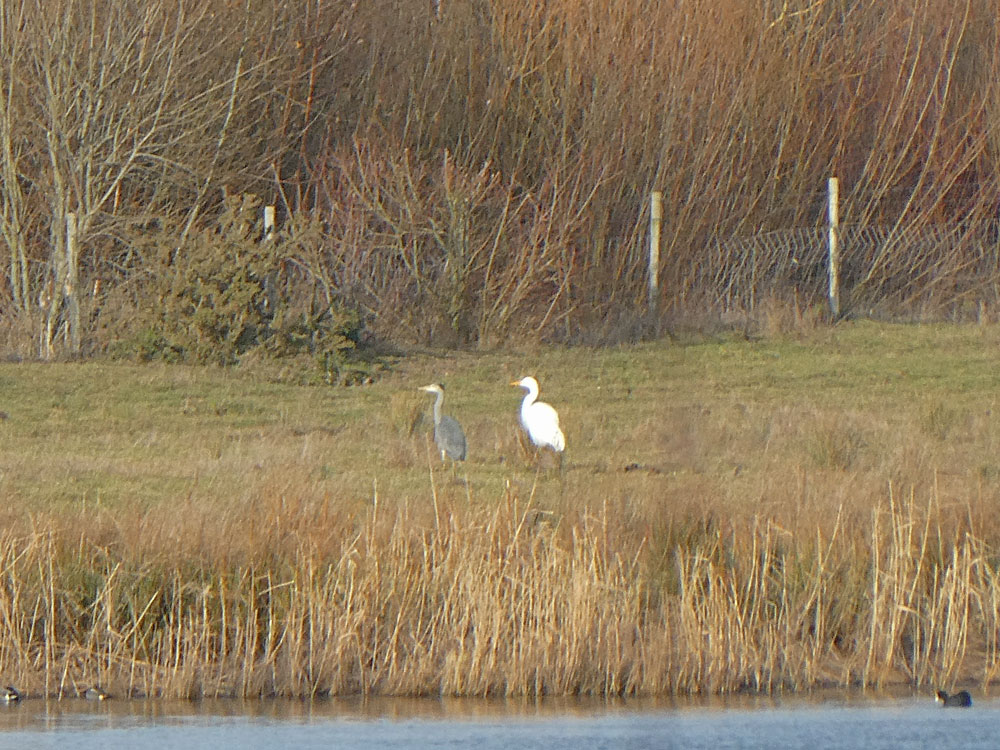 Photo of Heron and Great Egret