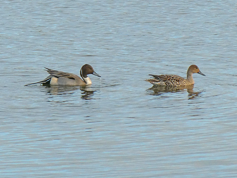 Photo of Pintail