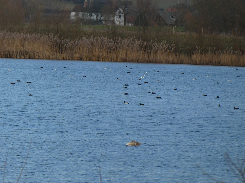 Photo of ducks and a red-necked grebe
