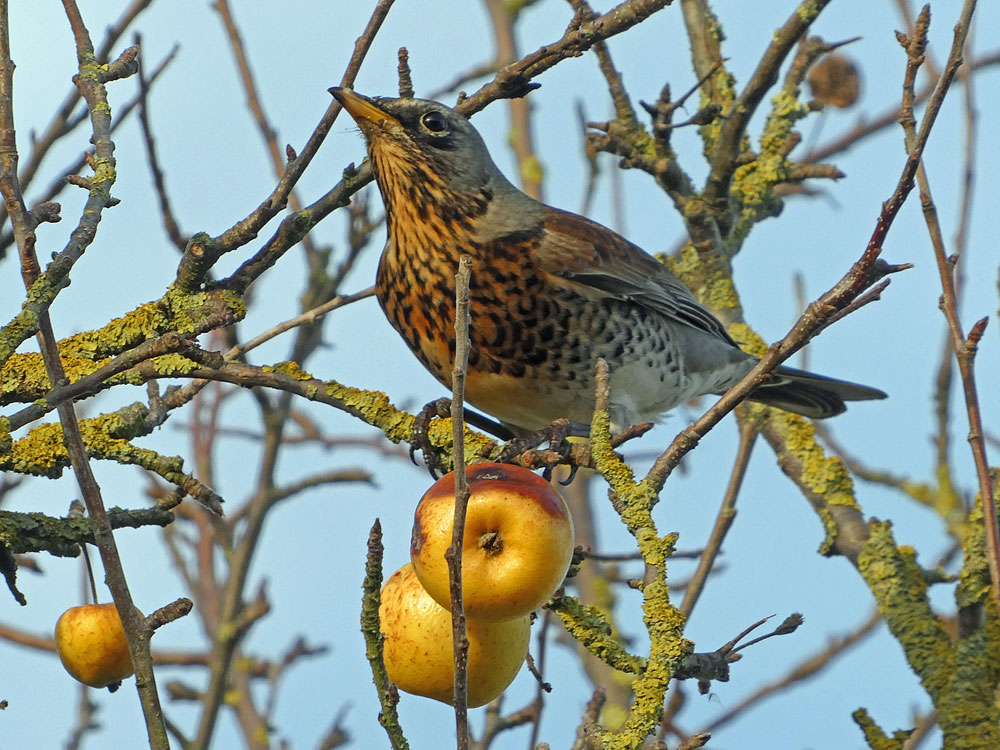 Photo of Fieldfare