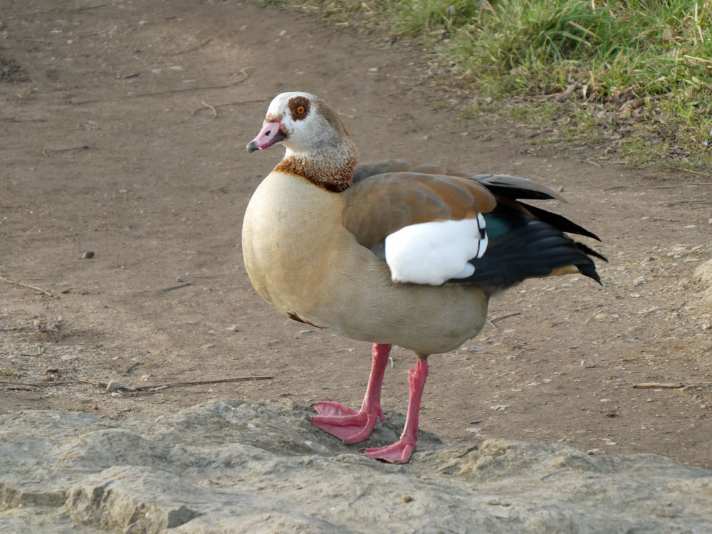 Photo of Egyptian Goose