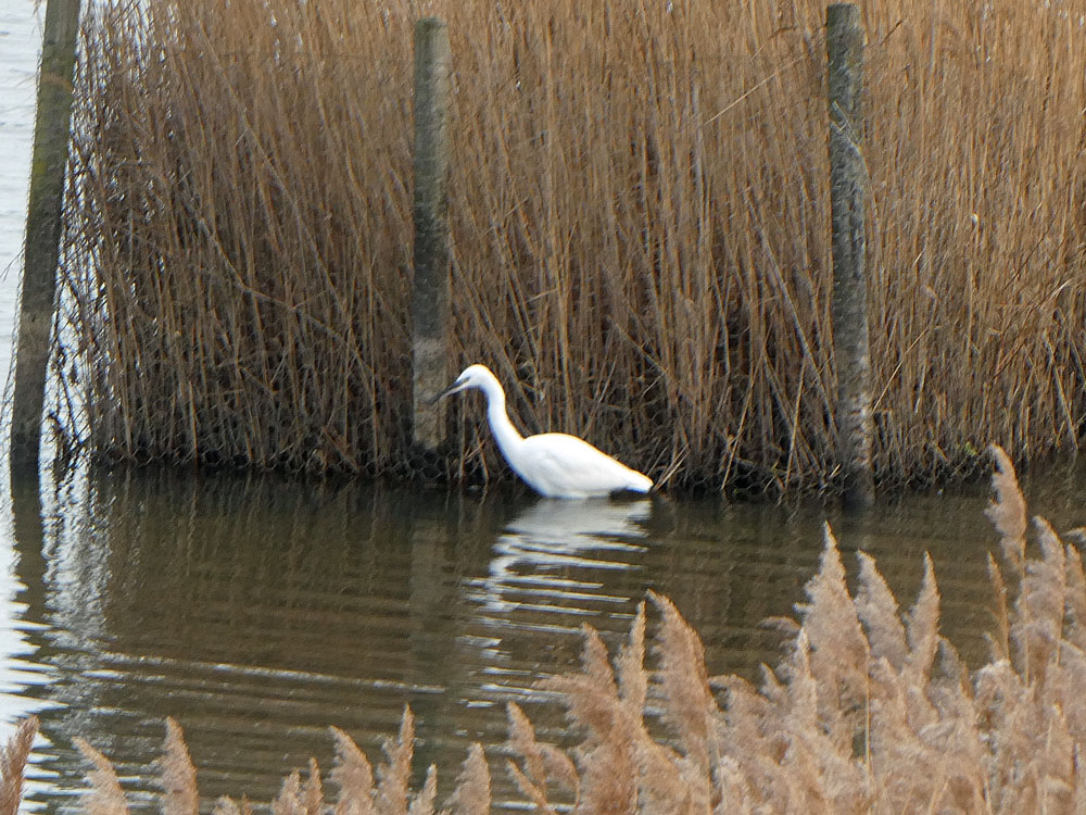 Photo of Little Egret 
