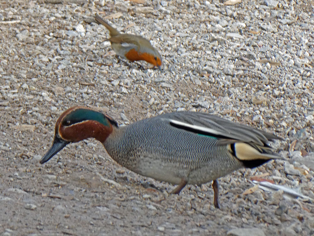 Photo of Teal and Robin