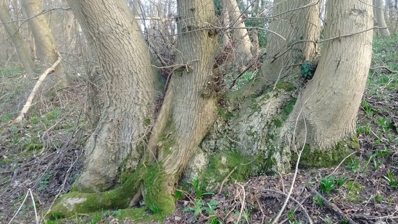 Photo of Elm and Ash