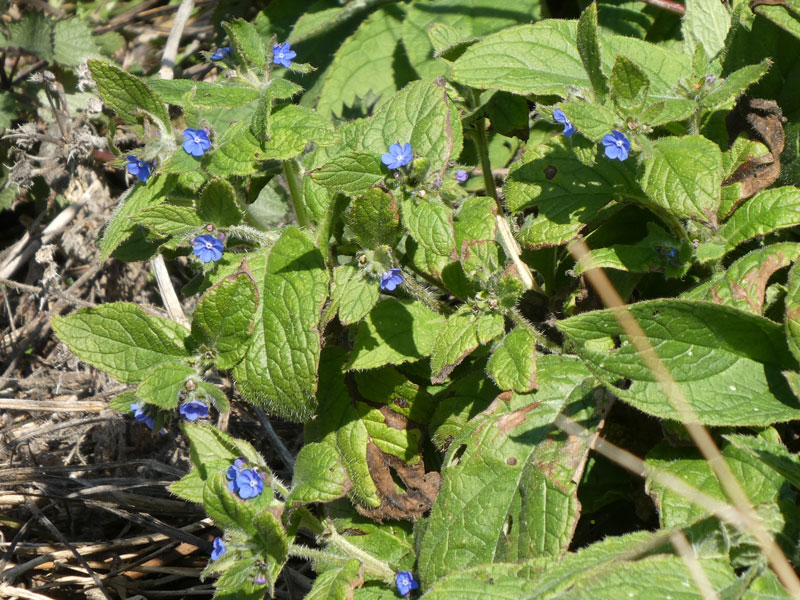 Photo of Green Alkanet