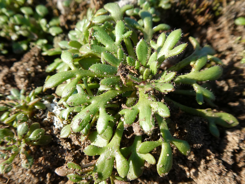 Photo of Rue-leaved Saxifrage