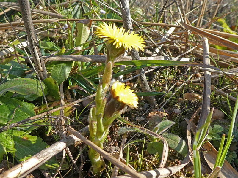 Photo of Coltsfoot