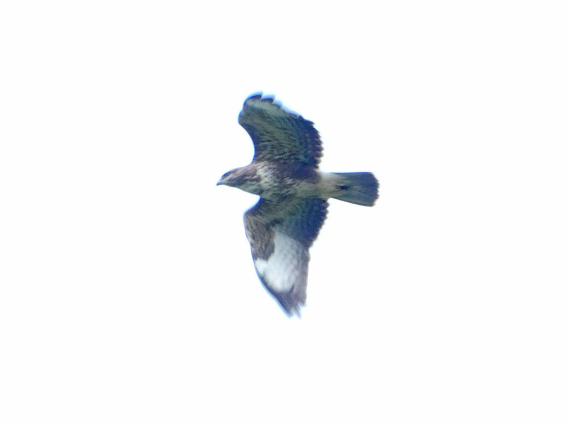 Photo of Buzzard