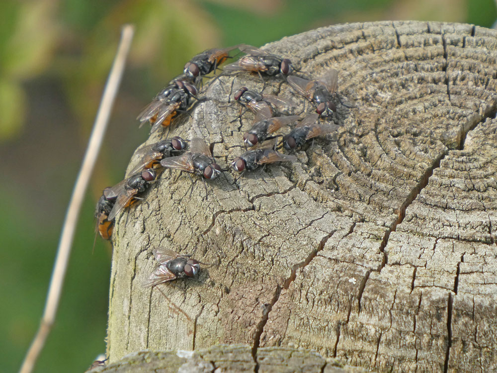 Photo of Face Flies
