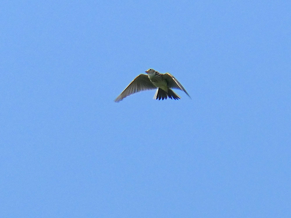 Photo of Skylark