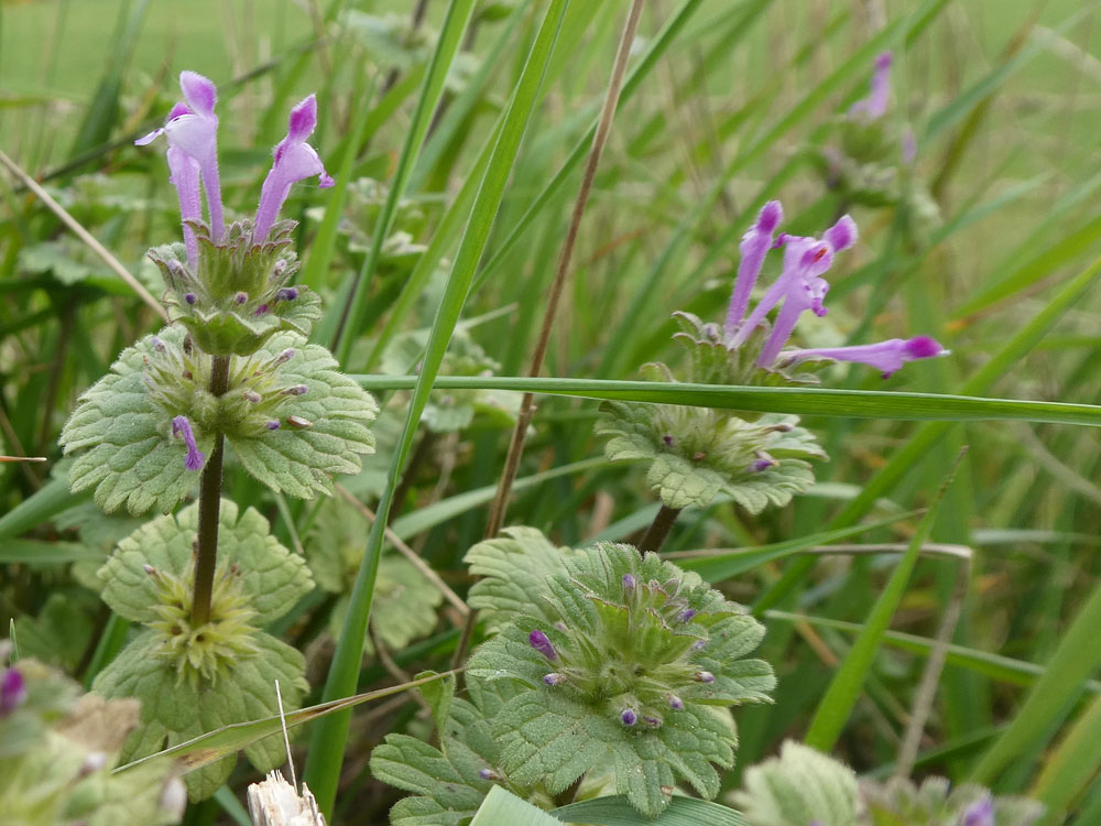 Photo of Henbit Dead-nettle