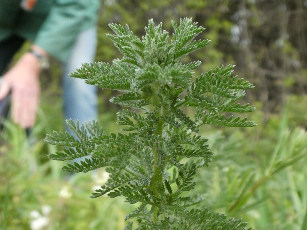 Photo of unknown plant