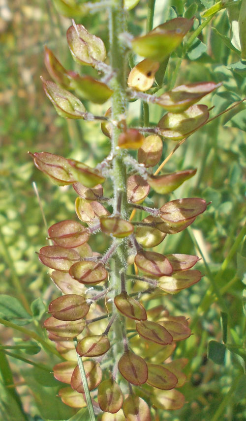 Photo of Smith's Pepperwort