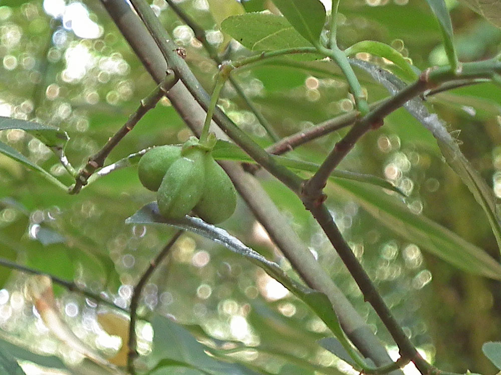 Photo of Spindle fruits