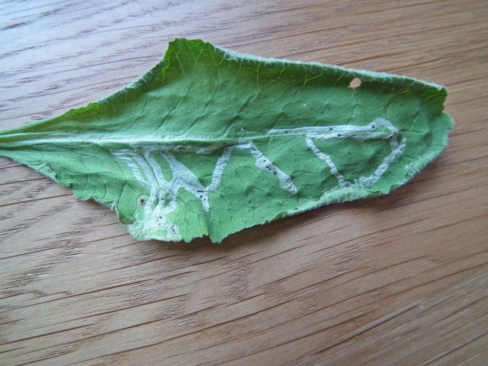 Photo of Cowslip leaf mined by Chromatomyia primulae