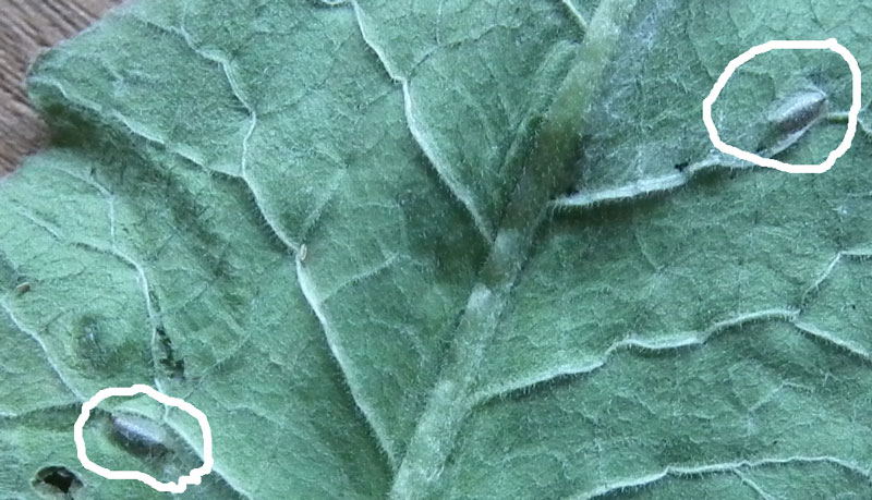 Photo of underside of leaf showing pupae