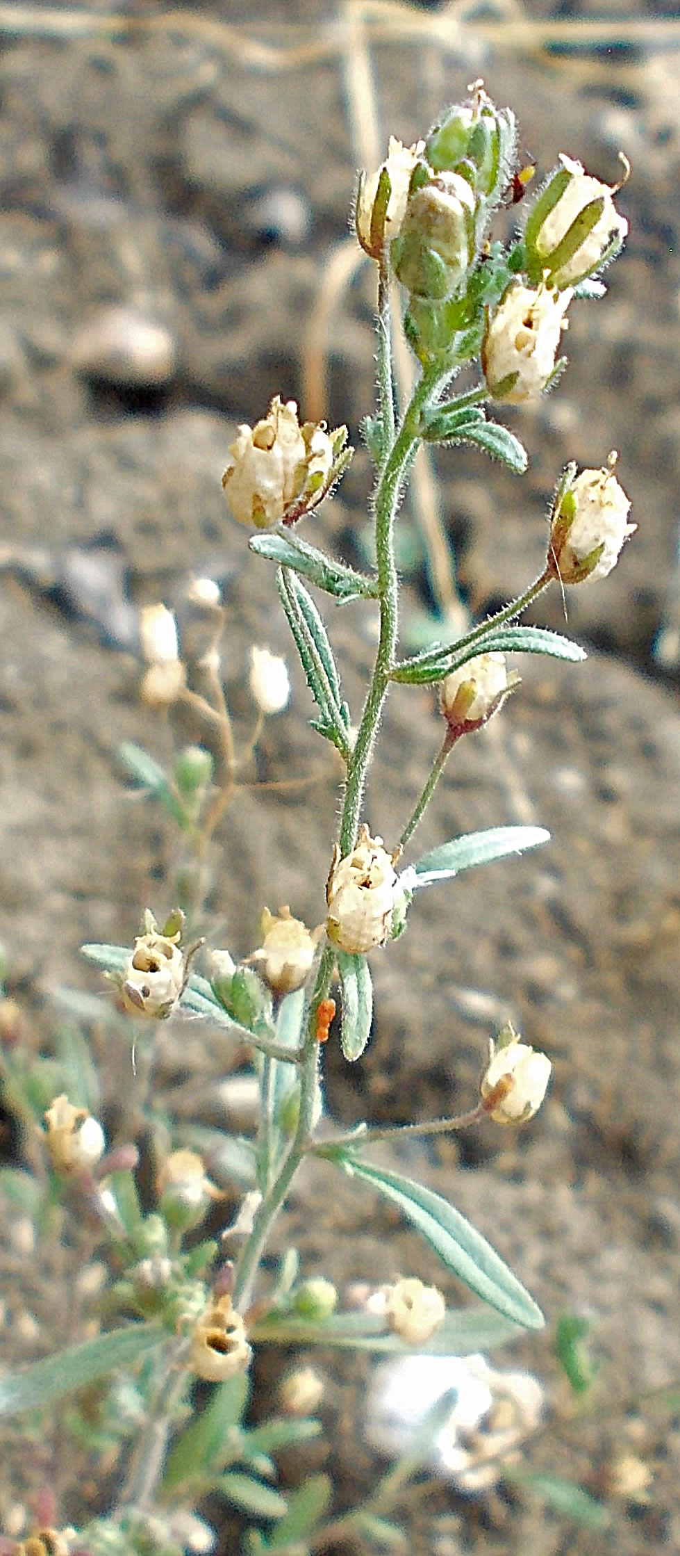 Photo of Small Toadflax