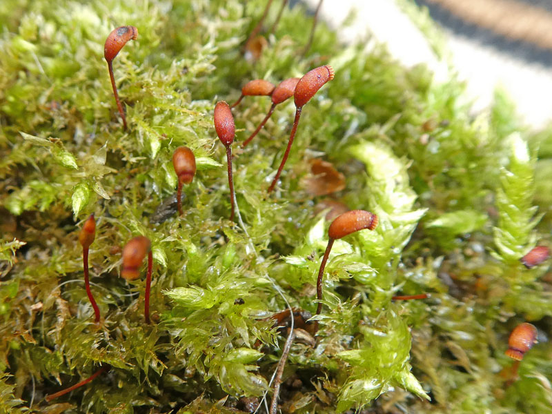 Photo of Brachythecium rutabulum